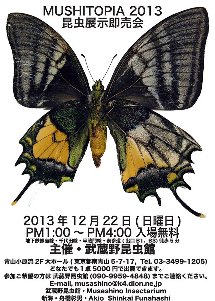 Unid FB gynandromorph 2 (Internet Image property of respective owner, non-commercial use only)